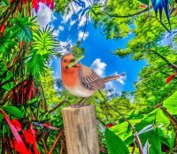 Hand Carved Wooden Robin Red Breast Meal ~ OOAK Christmas & Birthday Gift