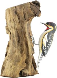 Hand Carved Wooden Red Naped Sapsucker  ~ OOAK Christmas & Birthday Gift - Image 5