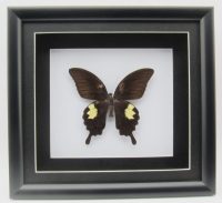 Papilio Sataspes Framed Taxidermy Butterfly ~ OOAK Christmas & Birthday Gift