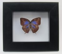 Arhopala Hercules Taxidermy Framed Butterfly ~ OOAK Christmas & Birthday Gift