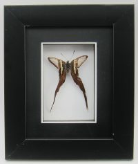 Green Dragontail Framed Taxidermy Butterfly ~ OOAK Christmas & Birthday Gift