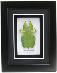 Framed Phillium sp leaf insect ~ OOAK Christmas & Birthday Gift - Image 3