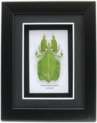 Framed Phillium sp leaf insect ~ OOAK Christmas & Birthday Gift - Image 6