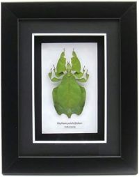 Framed Phillium sp leaf insect ~ OOAK Christmas & Birthday Gift - Image 5