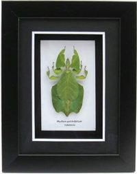 Framed Phillium sp leaf insect ~ OOAK Christmas & Birthday Gift - Image 2