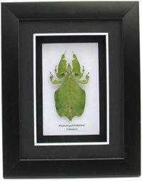 Framed Phillium sp leaf insect ~ OOAK Christmas & Birthday Gift