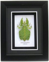 Framed Phillium sp leaf insect ~ OOAK Christmas & Birthday Gift - Image 4