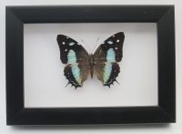 Framed Charaxes Butterfly ~ OOAK Christmas & Birthday Gift