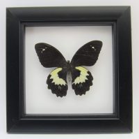 Framed Papilio gambrisius Butterfly ~ OOAK Christmas & Birthday Gift