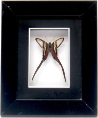 Taxidermy Butterfly Mounted in Frame ~ Lamproptera meges (Green Dragontail)