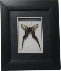 Taxidermy Butterfly Mounted in Frame ~ Lamproptera meges (Green Dragontail)